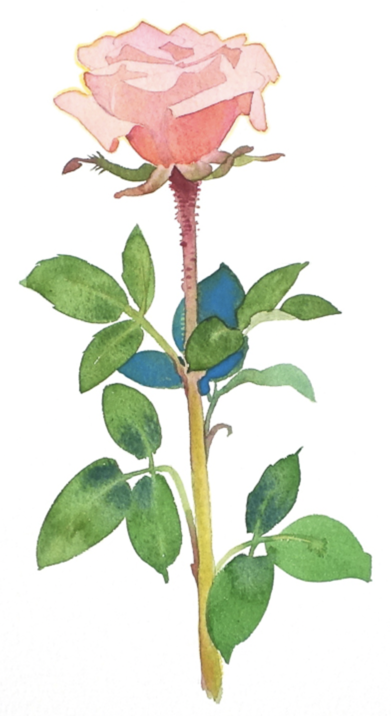 Watercolor painting of a rose by Gary Bukovnik.