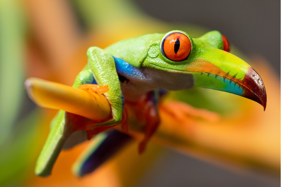 Digital image of a colorful green frog with a toucan beak.